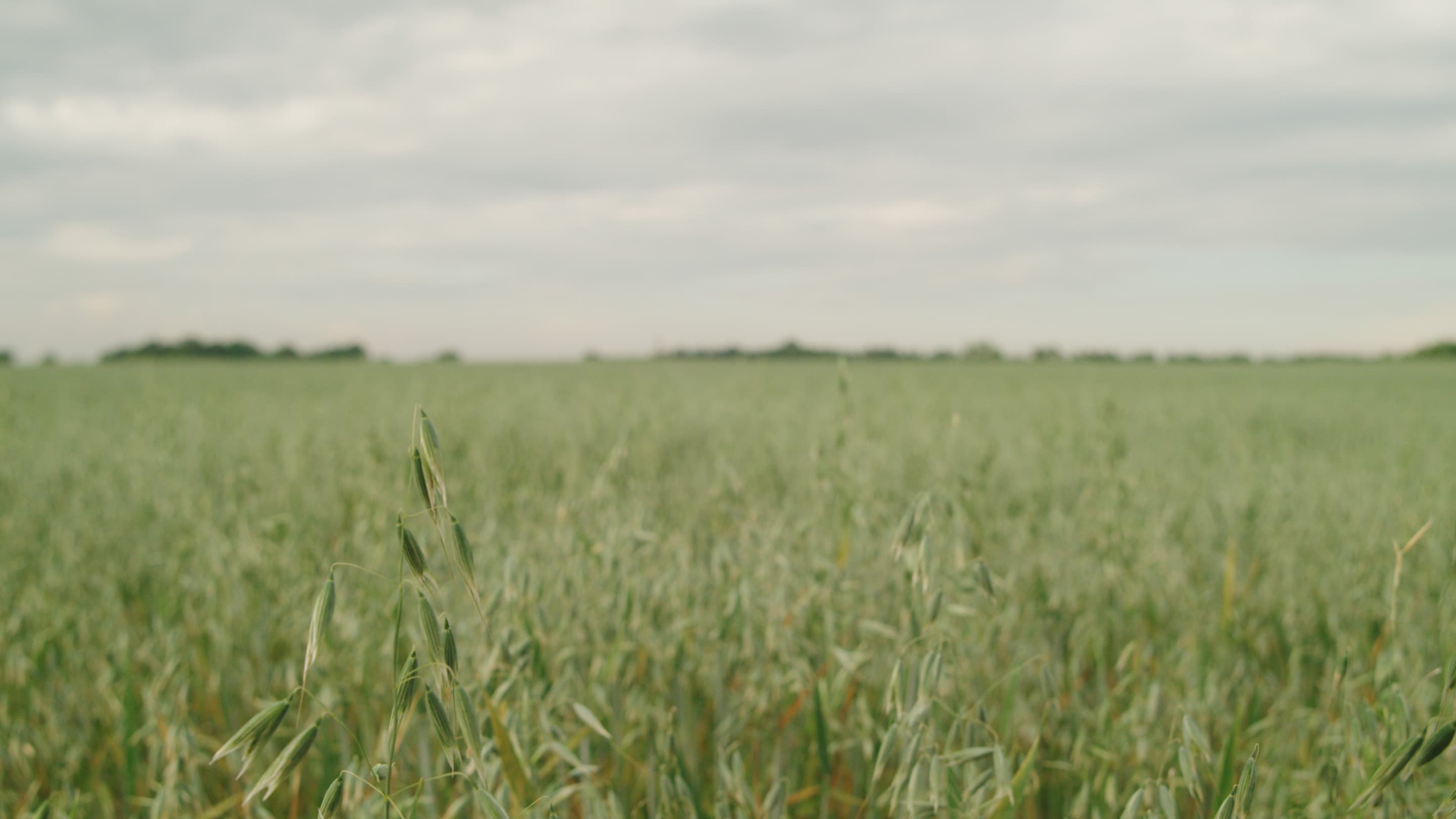 Crop Domestication – Summit 2023