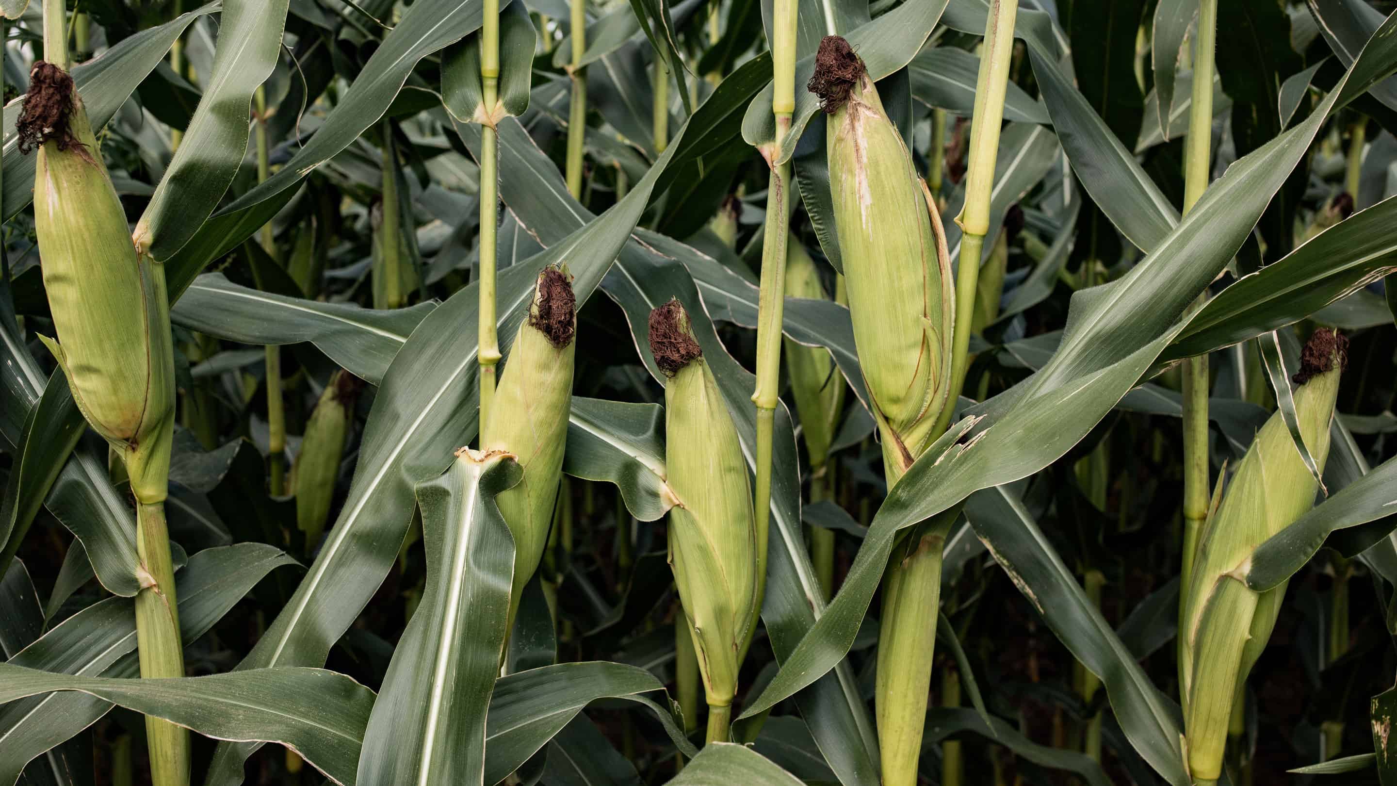 The Future of CRISPR in Agriculture