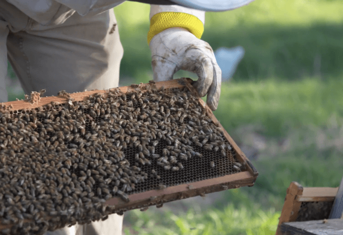 Greenlight Biosciences