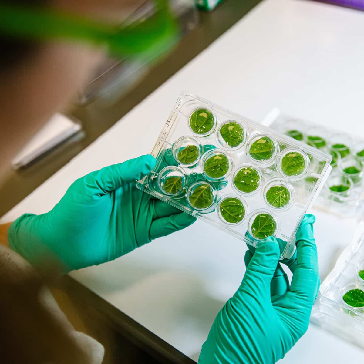 Greenlight Biosciences