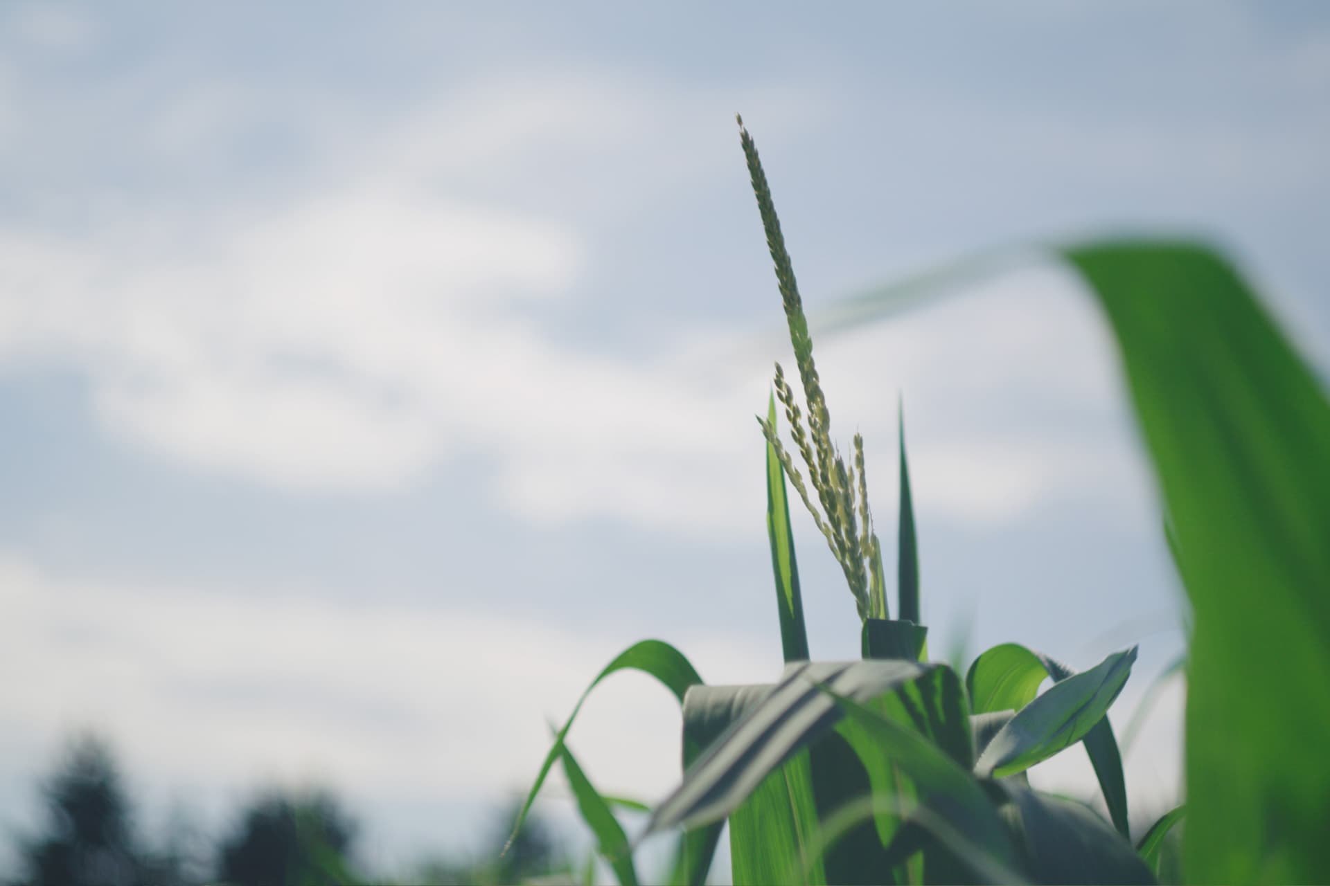 Land stewardship