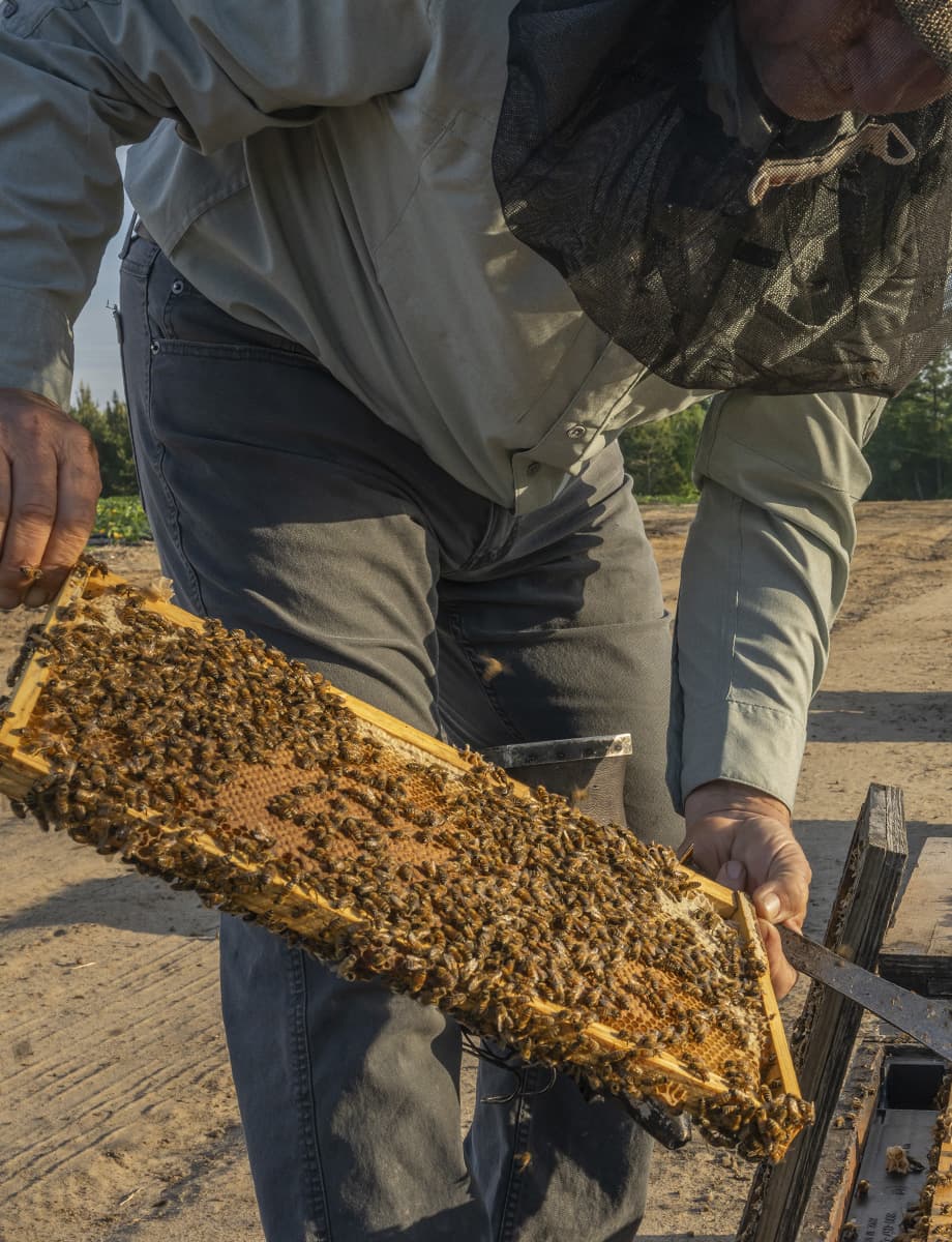 Greenlight Biosciences