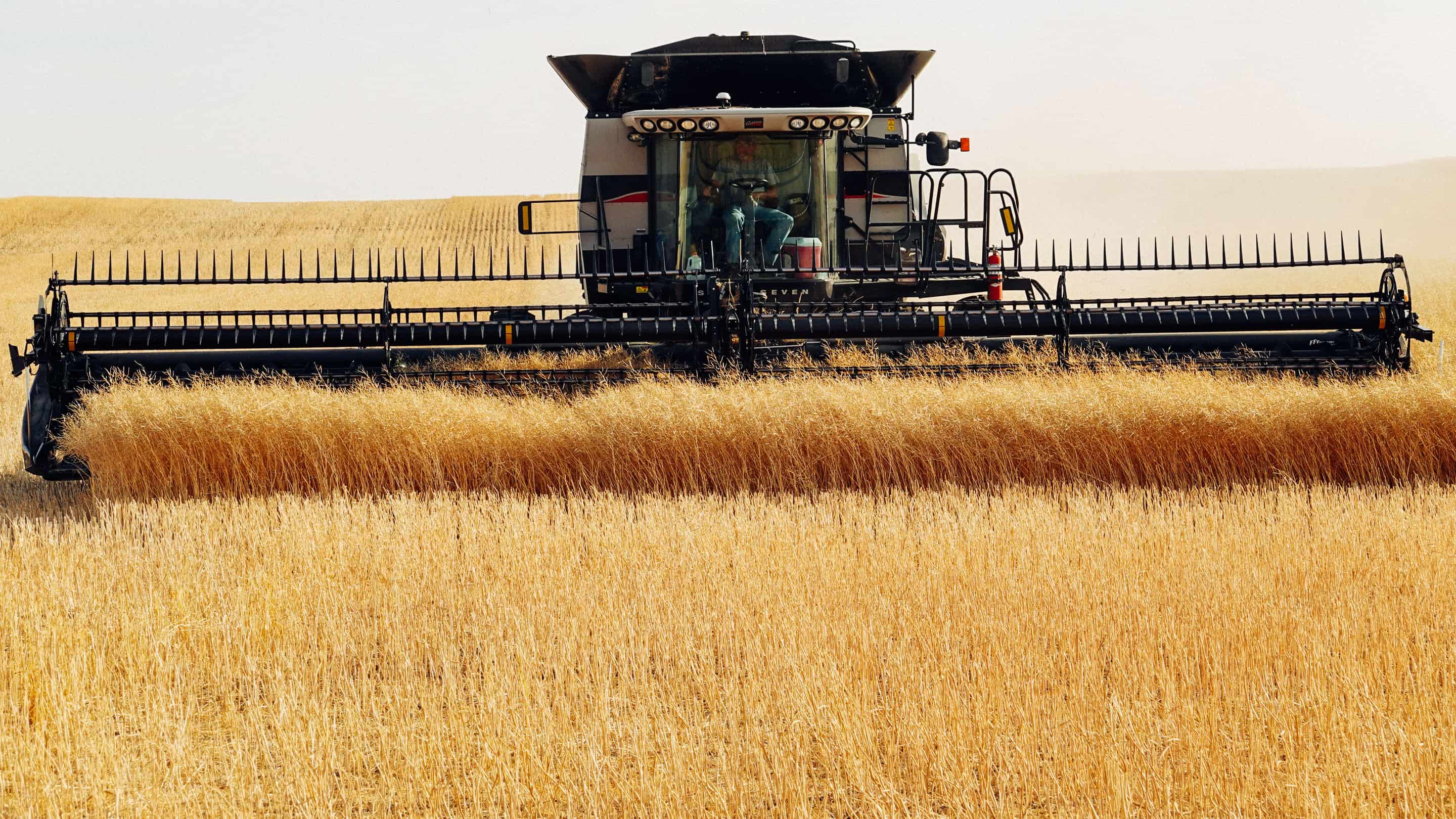 Fall Line Experiences: Canola