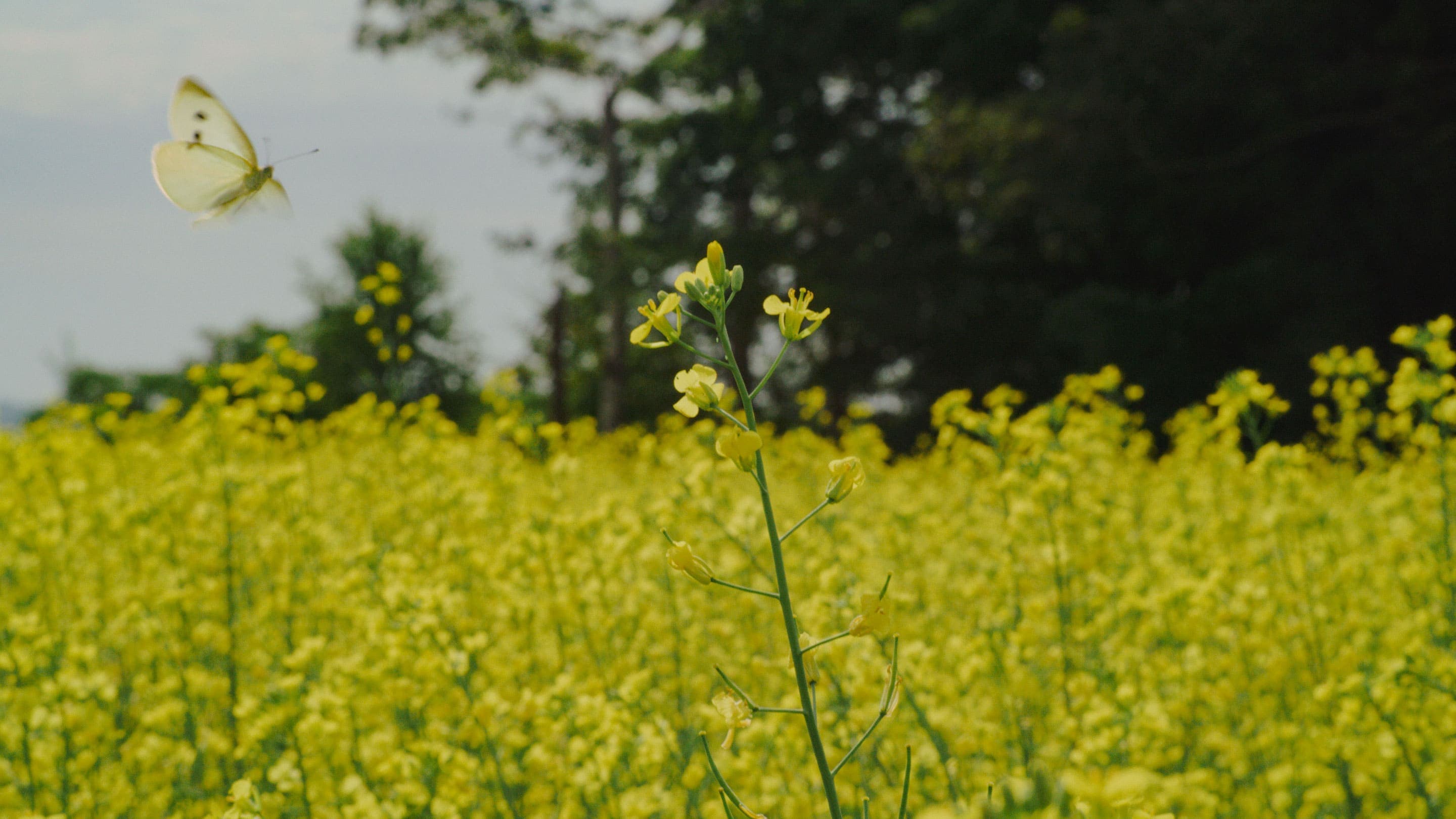 Indirect Pest Neutralization