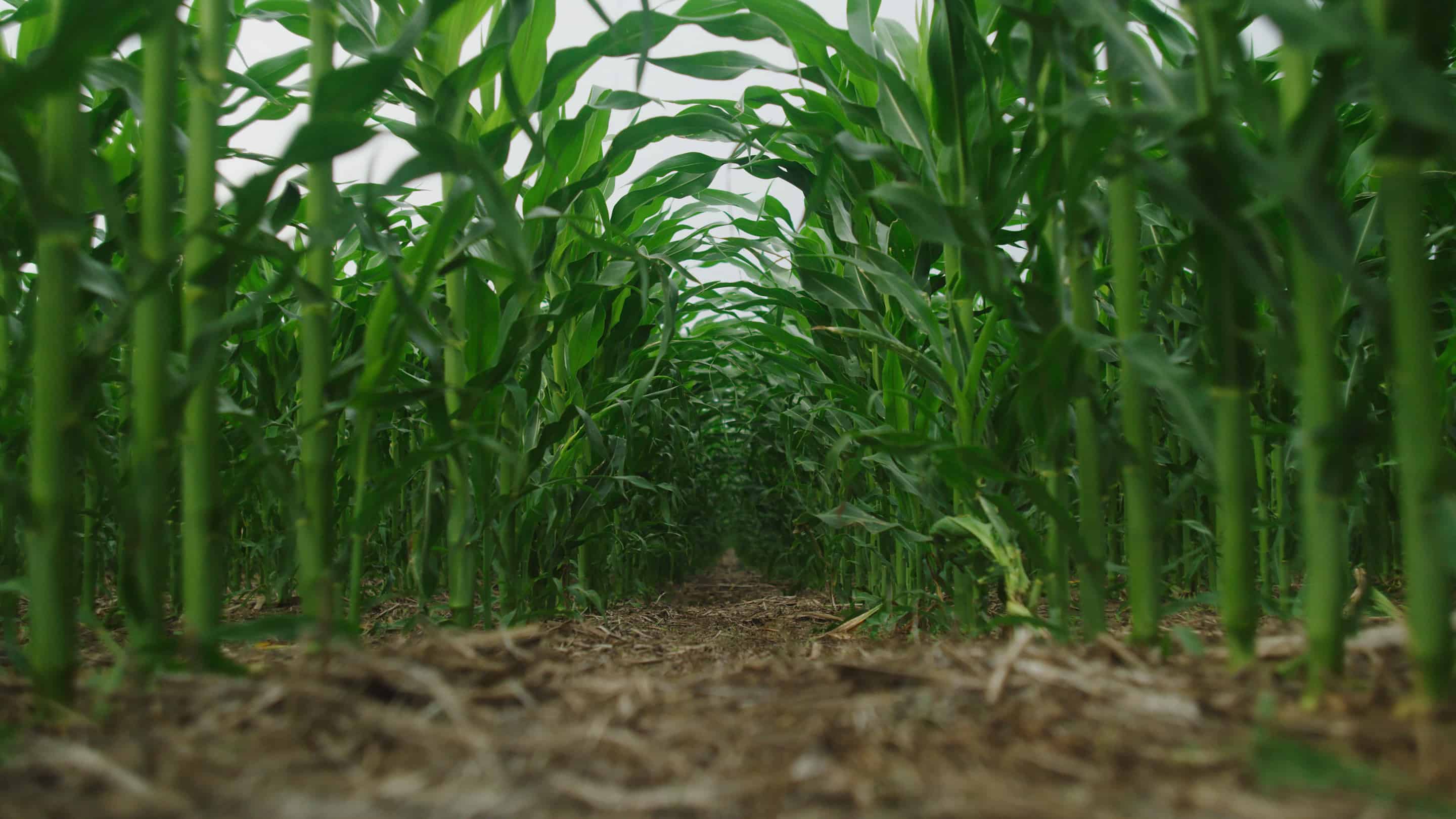 Plant breeding as a tool for climate change adaptation