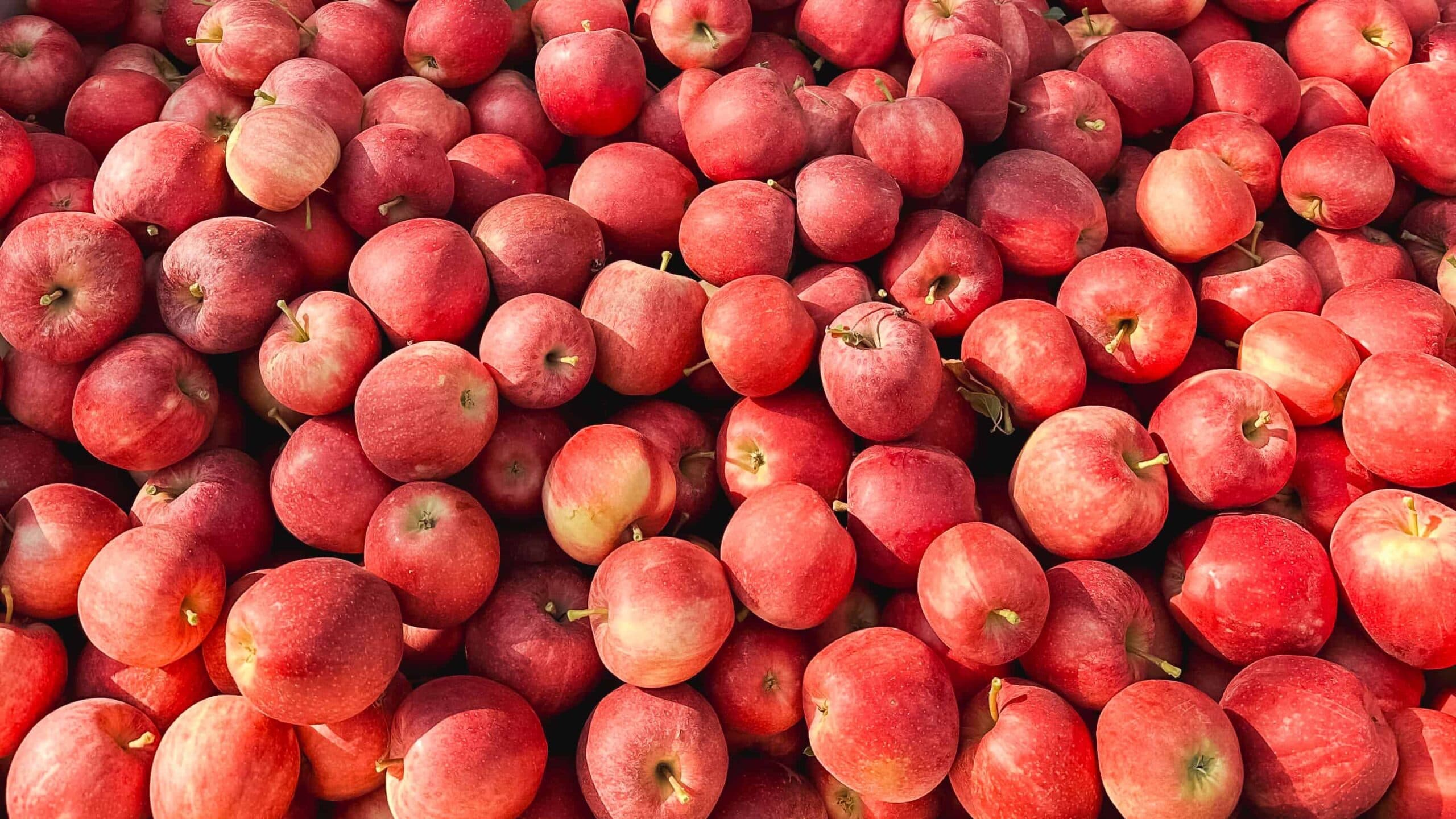 COP 28 and the rise of agriculture and food on the global climate change agenda